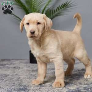 Oakley, Charcoal Labrador Retriever Puppy